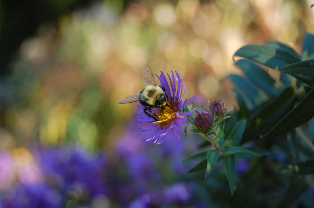 Bumblebee on New England Aster