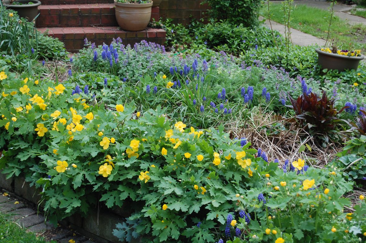 Cellandine poppy blooming with grape hyacinths.