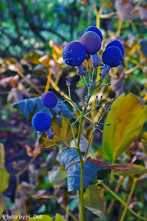 Blue Cohosh, Caulophyllum thalictroides