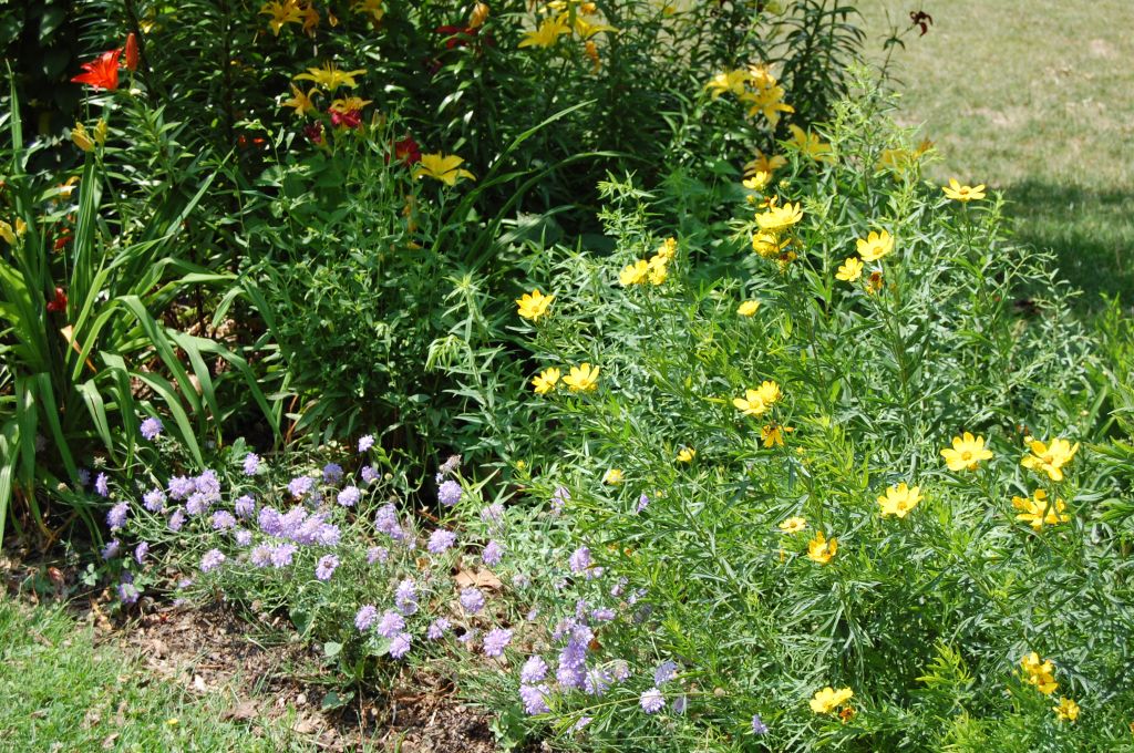 Scabiosa 'Butterfly Blue' and Lanceleaf Coreopsis