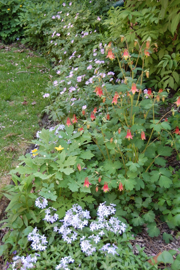 Woodland Phlox, Wild Columbine, and Wild Geranium in the east side bed.