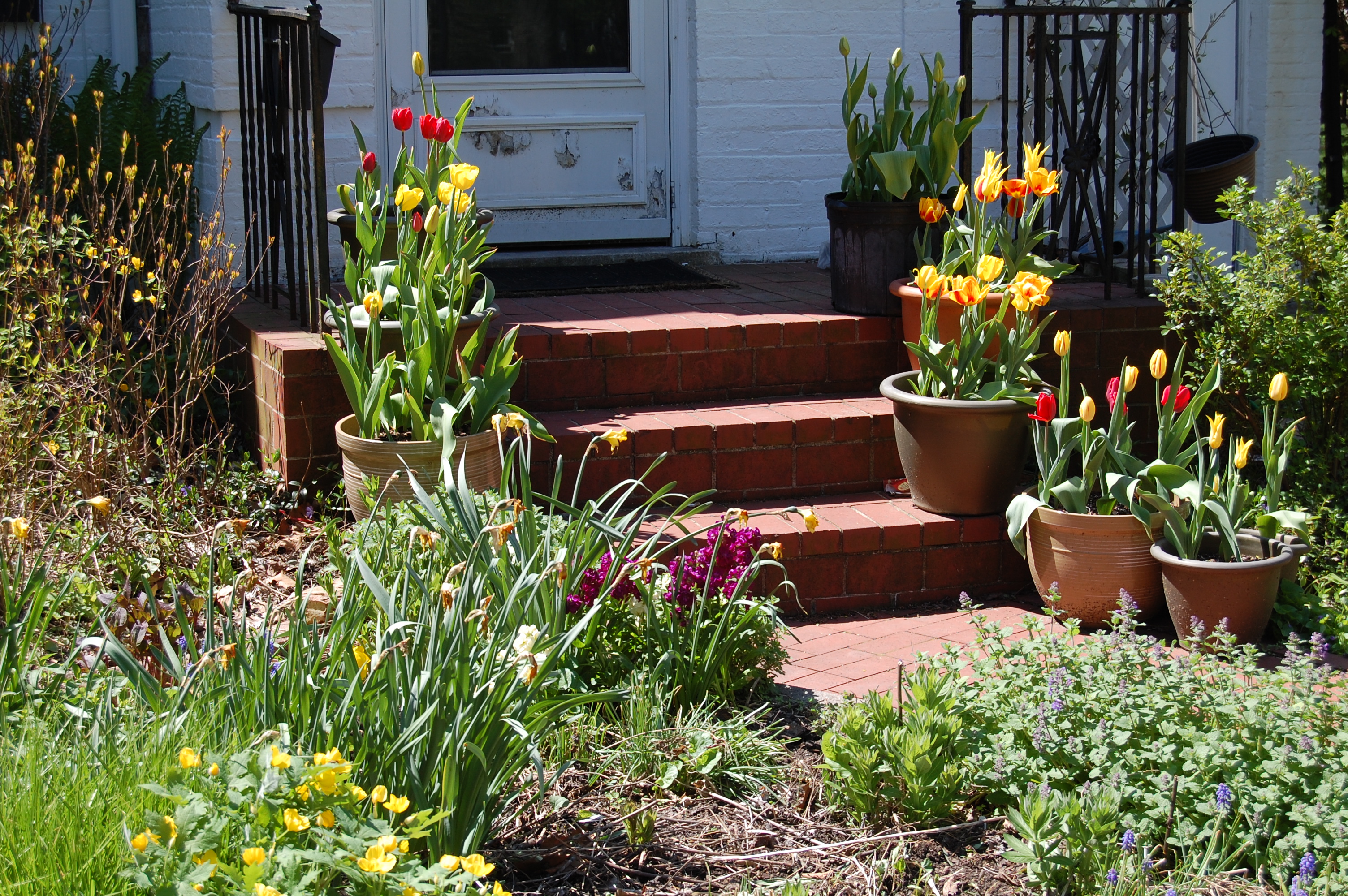 Tulip Garden Design