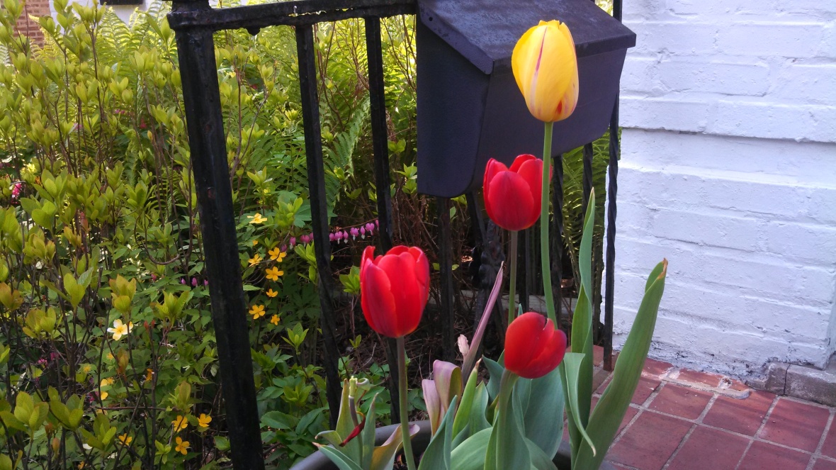 Tulip 'Kingsblood'