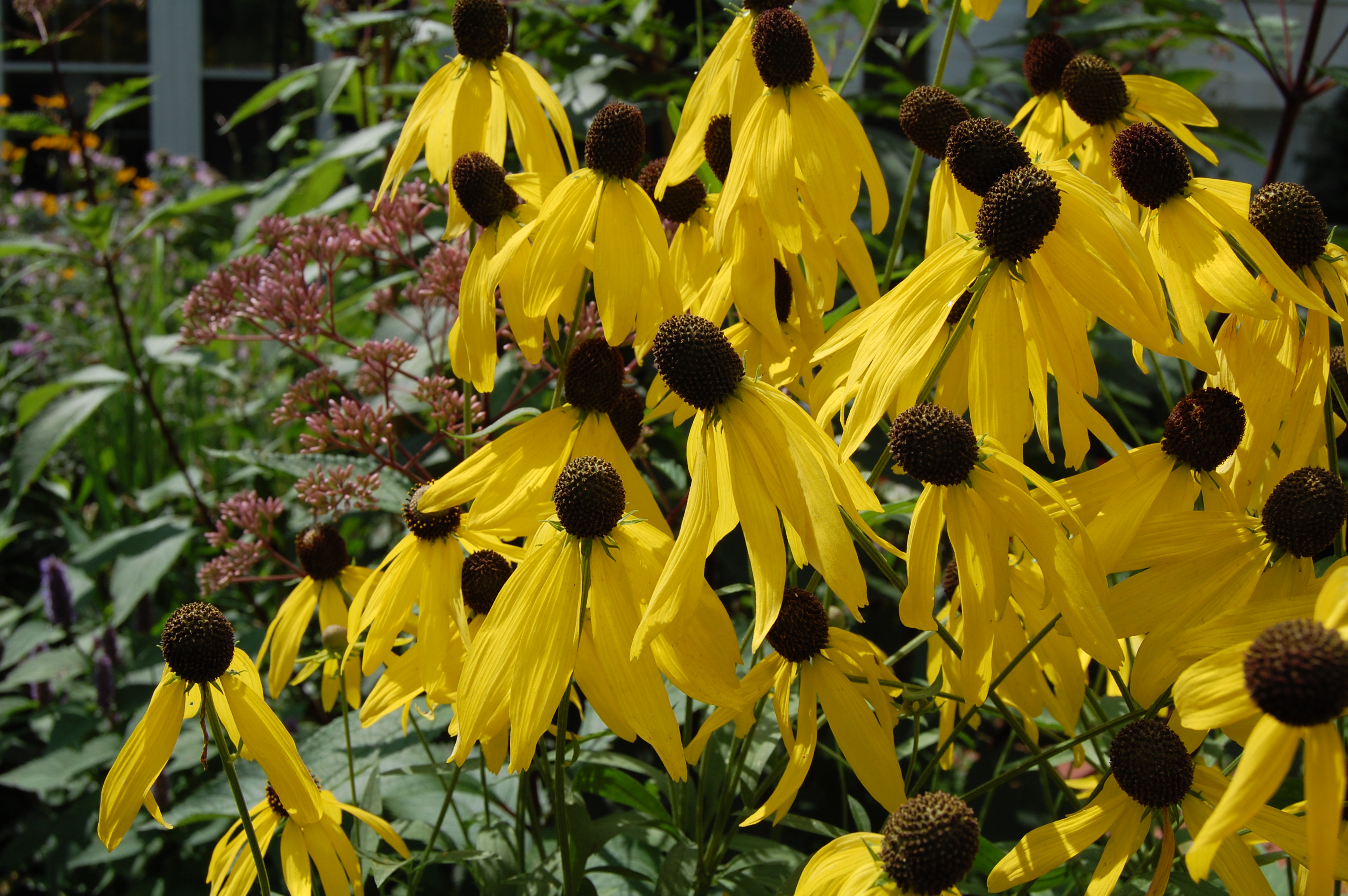 Image of Coneflower companion planting for heather