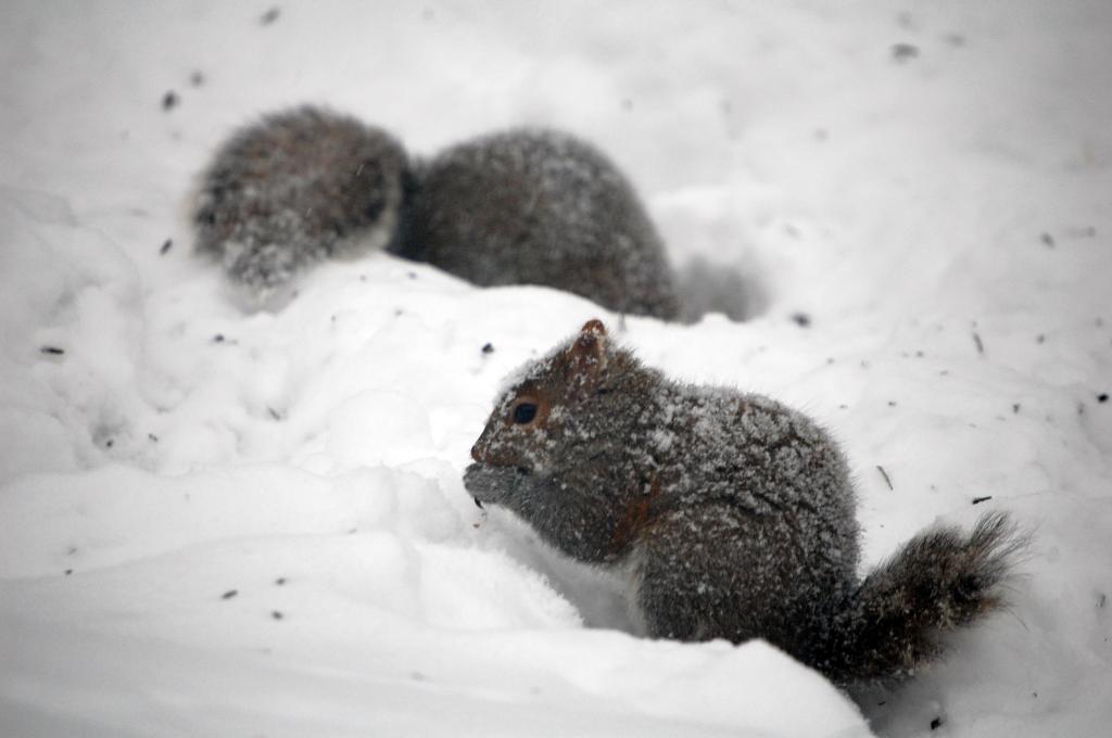 Squirrels in snow