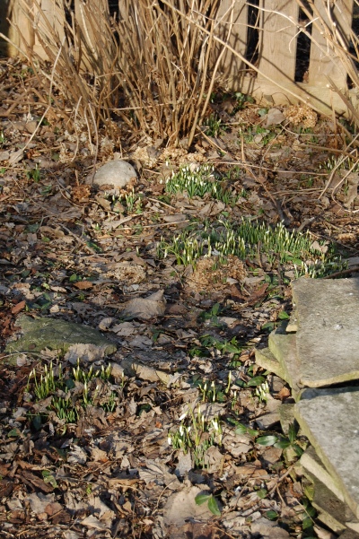 There are patches of snowdrops around the old silver maple stump - not yet ready to bloom.