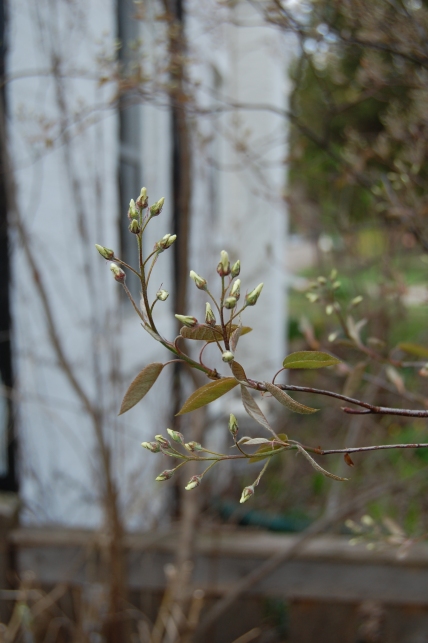 Serviceberry still not blooming in early May.