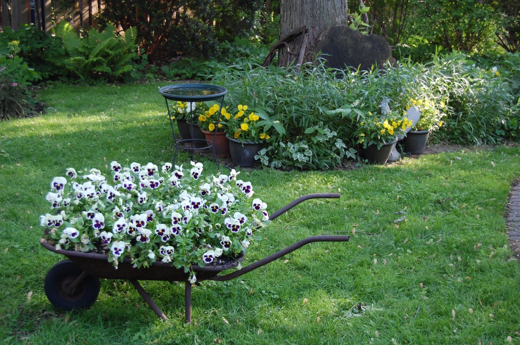 White pansies with purple faces in our old wheelbarrow planter.