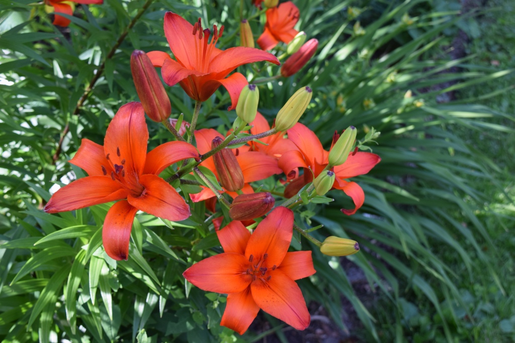 Asiatic lilies