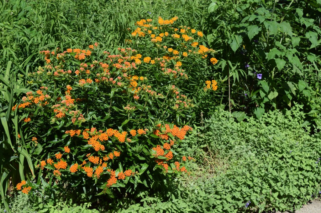 More butterflyweed. If you look closely you can see the Mexican petunia at the far end.
