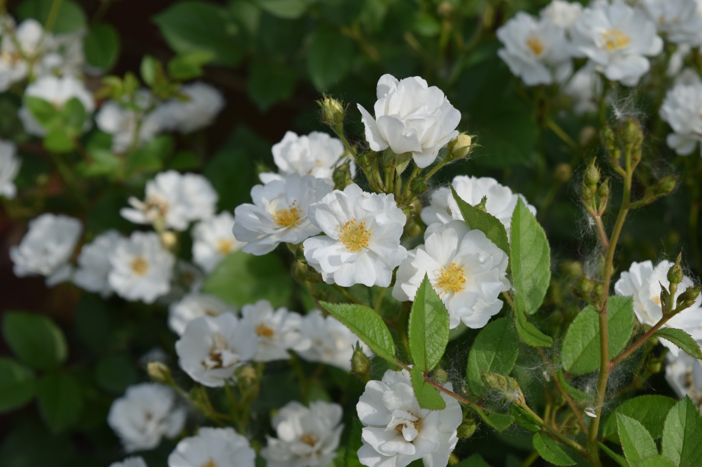 'Cassie' overflows with small white flowers in June and July.