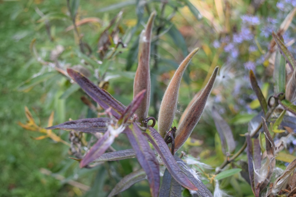 2014-10-05 13.40.21 Butterflyweed seed pods