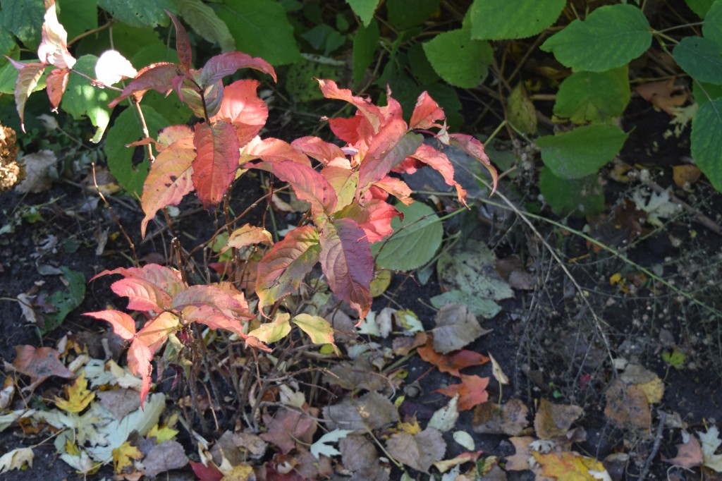Newly planted Bush Honeysuckle in my garden, showing some fall color.
