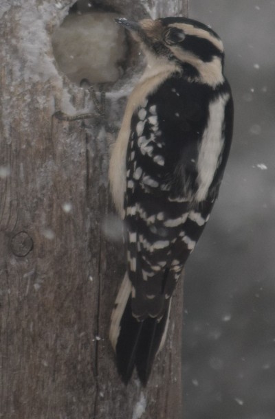 Female Downy Woodpecker.