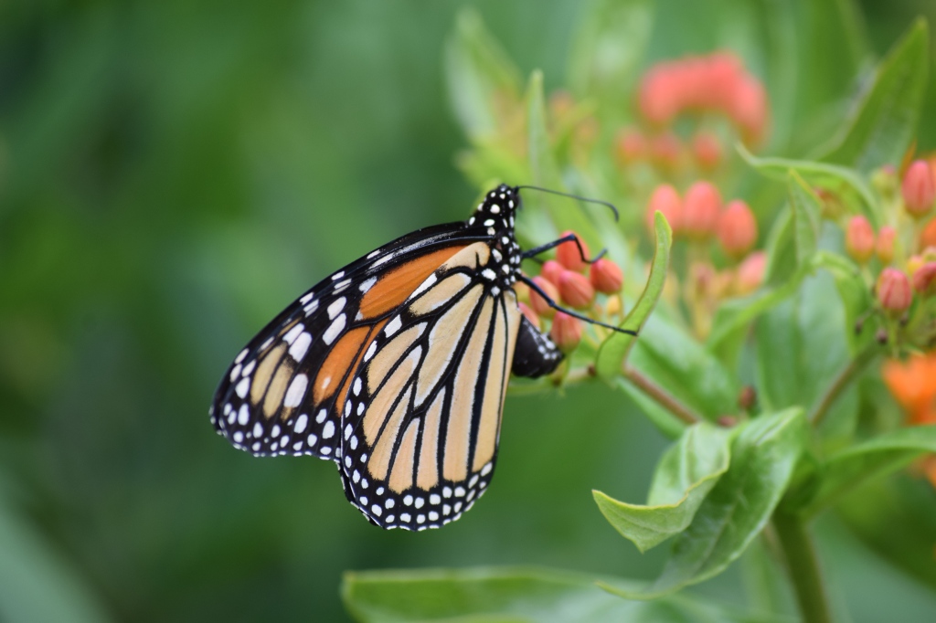 Monarch on Butterflyweed.