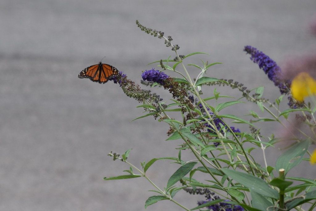 'Blue Adonis' Butterfly Bush grows to only 3-4'.