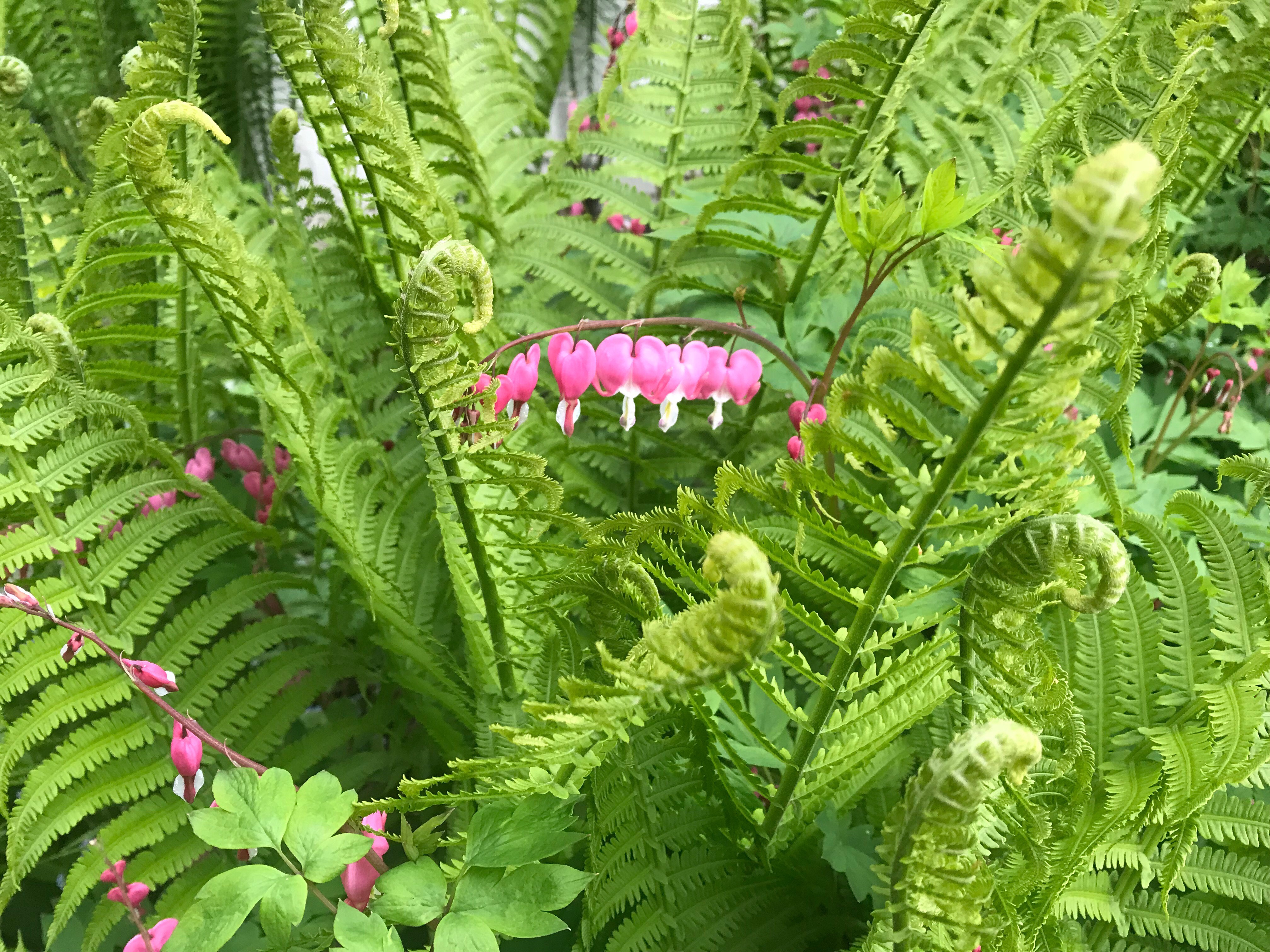 Image of Ferns and bleeding hearts