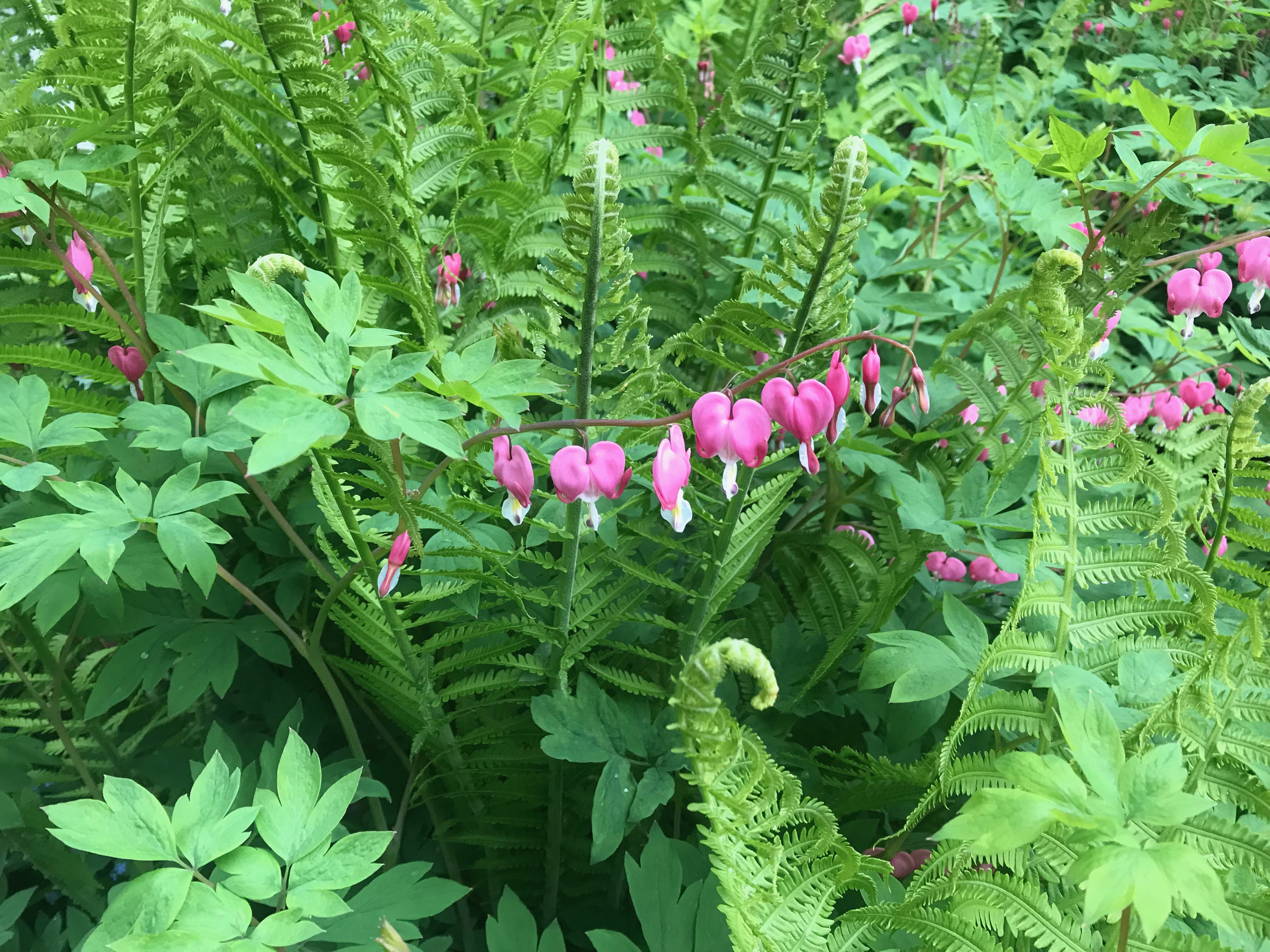 Image of Ferns and bleeding hearts in garden