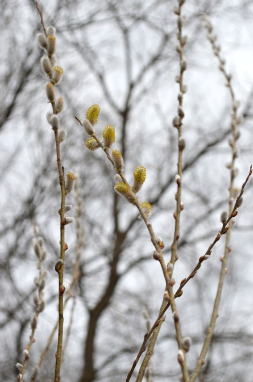 salix-discolor-pussy-willow-male_branch-main