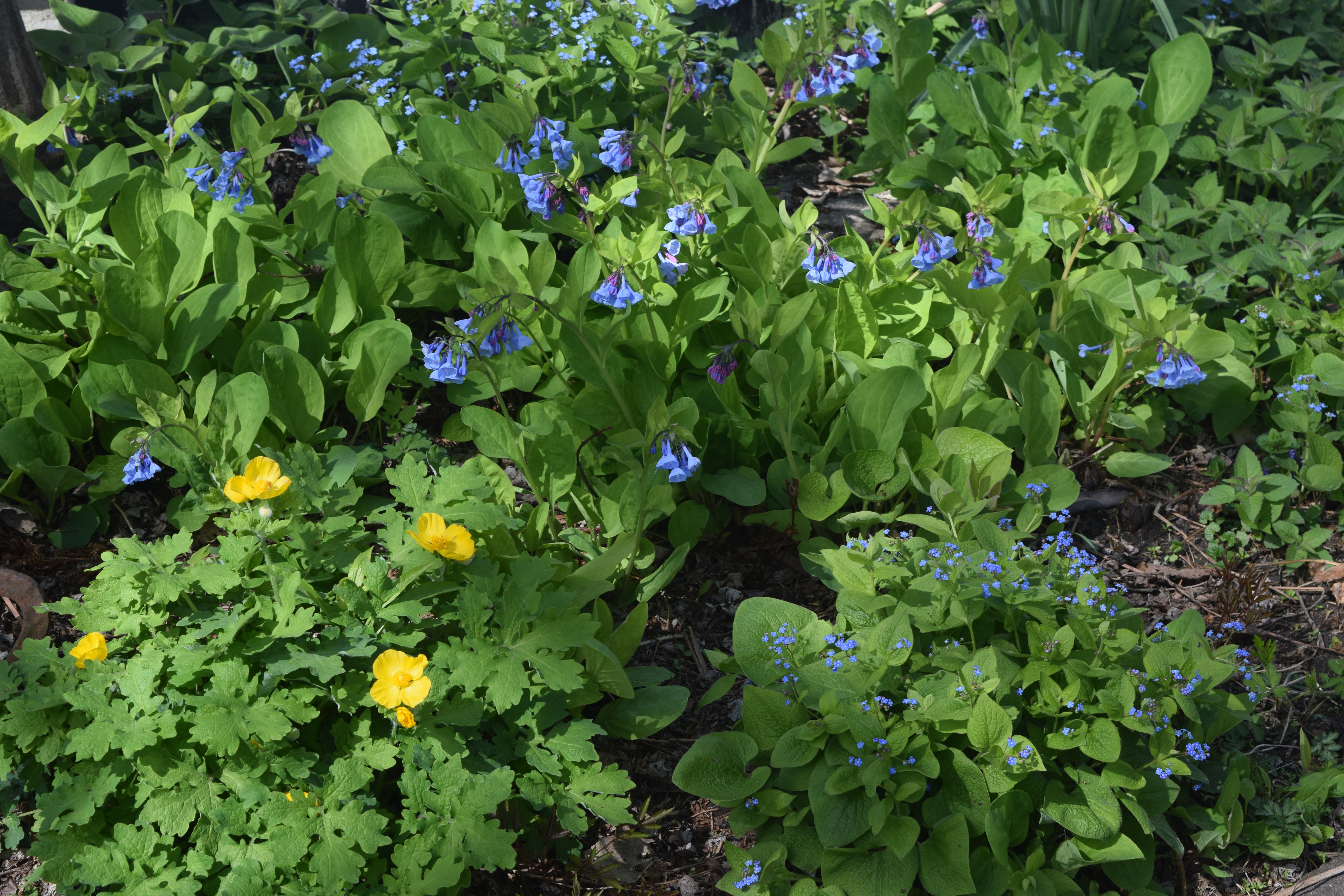 How To Grow Virginia Bluebells: Planting Virginia Bluebells In